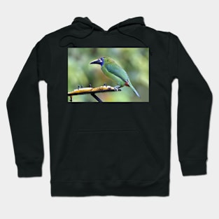 Blue-throated Toucanet Hoodie